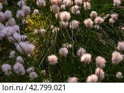 Необычные белые пушистые цветы Пушица растут в лесу на болоте. Лето. Unusual white fluffy Fluffy flowers grow in the forest in the swamp. Summer. Стоковое фото, фотограф Мария / Фотобанк Лори