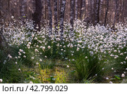 Необычные белые пушистые цветы Пушица растут в лесу на болоте. Лето. Unusual white fluffy Fluffy flowers grow in the forest in the swamp. Summer. Стоковое фото, фотограф Мария / Фотобанк Лори