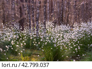 Необычные белые пушистые цветы Пушица растут в лесу на болоте. Лето. Unusual white fluffy Fluffy flowers grow in the forest in the swamp. Summer. Стоковое фото, фотограф Мария / Фотобанк Лори