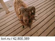 Барашек. Стоковое фото, фотограф Екатерина Ермакова / Фотобанк Лори