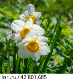 Белые нарциссы (narcissus) Стоковое фото, фотограф Александр Щепин / Фотобанк Лори