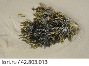 Фукус (Fucus) на морском берегу. Стоковое фото, фотограф Иванова Анастасия / Фотобанк Лори