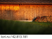 Dusk settles over hillside barn. Evening warm sunlight hitting a. Стоковое фото, фотограф Viktor Cap / PantherMedia / Фотобанк Лори