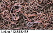 Earthworms are actively crawling on fertilized soil on the farm in close-up. Live bait fishing. Bait. Organic fertilizers for agriculture. 4K video. Стоковое видео, видеограф Дмитрий Кобзев / Фотобанк Лори