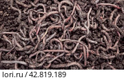 Close-up of earthworms actively crawling through fertilized soil on a farm. Worm for fishing. Loosening the soil by animals for agriculture. Video 4K. Стоковое видео, видеограф Дмитрий Кобзев / Фотобанк Лори
