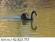 Beautiful black swan (Cygnus atratus), large waterbird. Стоковое фото, фотограф Валерия Попова / Фотобанк Лори