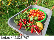 Wheelbarrow with tomatoes, peppers and melon grown in the garden. Стоковое фото, фотограф Володина Ольга / Фотобанк Лори