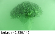 fresh broccoli in a cloud, green acrylic paint mist underwater. Artistic nutrition concept footage, 4K. Creative concept of vegetarianism, benefits of vegetables. Стоковое видео, видеограф Ольга Ильина / Фотобанк Лори