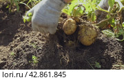 Man digs potatoes out of the ground and picks vegetable tubers with his hands. Autumn gathering. Стоковое видео, видеограф Дмитрий Кобзев / Фотобанк Лори