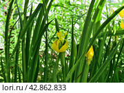 Ирис болотный (Iris pseudacorus) Стоковое фото, фотограф Владимир Литвинов / Фотобанк Лори