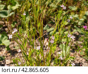 Южный Урал, цветущий кипрей мелкоцветковый (Epilobium parviflorum) у воды. Southern Urals, flowering hoary willowherb (Epilobium parviflorum) near the water. Стоковое фото, фотограф Евгений Романов / Фотобанк Лори