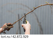 Spring work in the garden. The gardener's hand with a pruner. Pruning raspberry and blackberry bushes with pruning shears. Cottage and vegetable garden, gardening, bush care. Стоковое фото, фотограф Photojuli / Фотобанк Лори