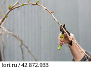 Spring work in the garden. The gardener's hand with a pruner. Pruning raspberry and blackberry bushes with pruning shears. Cottage and vegetable garden, gardening, bush care. Стоковое фото, фотограф Photojuli / Фотобанк Лори