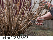 Spring work in the garden. The gardeners hand with a pruner. Pruning hydrangea bushes with pruning shears. Cottage and garden, gardening, flower care. Стоковое фото, фотограф Photojuli / Фотобанк Лори