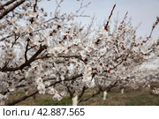 Blooming apricot trees. Стоковое фото, фотограф Юлия Бабкина / Фотобанк Лори