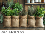 A row of burlap bags standing on a wooden surface. Each bag contains freshly cut aromatic herbs. Стоковое AI-изображение, AI-художник Анна Кривицкая / Фотобанк Лори