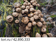 Bovista is a genus of fungi commonly known as the true puffballs, order Lycoperdales, The species of Bovista are now placed in the family Agaricaceae of the order Agaricales. Homeopathic preparations. Стоковое фото, фотограф Юлия Петровская / Фотобанк Лори