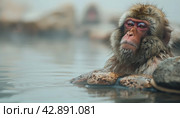 A Rhesus macaque is swimming in the water of a hot spring. Стоковое AI-изображение, AI-художник Юрий Поздников / Фотобанк Лори