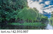A calm river flows through the rain forest. Impenetrable thickets of trees on the banks. Aquatic vegetation in the riverbed. Clouds in the blue sky. Malaysia. Borneo. Kinabatangan River. Стоковое фото, фотограф Вера Ивановна Кубарева / Фотобанк Лори