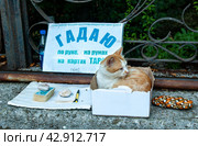 Рыжий кот лежит на парапете в картонной коробке, рядом карты и надпись – "Гадаю на рунах, картах и по руке». Гурзуф, Крым, Россия. Стоковое фото, фотограф Александр Пеньков / Фотобанк Лори