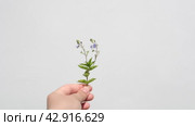 Hand holding young plant isolate on white background. Female hand with blooming plant. Environmental. Стоковое видео, видеограф Марина Демидюк / Фотобанк Лори