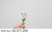Hand holding young plant isolate on white background. Female hand with blooming plant. Environmental. Стоковое видео, видеограф Марина Демидюк / Фотобанк Лори