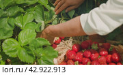 Hands reach towards ripe strawberries in a sunlit patch. Basket full of red berries, symbolizing the bounty of the harvest. Стоковое видео, видеограф Ольга Сухарева / Фотобанк Лори