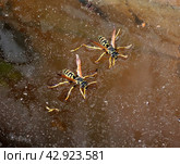 Две осы на поверхности воды (Polistes) Стоковое фото, фотограф EgleKa / Фотобанк Лори
