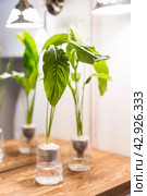 Spathiphyllum cochlearispathum commonly called peace lily growing in water in glass. Стоковое фото, фотограф Татьяна Терехина / Фотобанк Лори