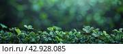 Group of Four Leaf Clovers With Blurry Background. Стоковое AI-изображение, AI-художник Юлия Гапеенко / Фотобанк Лори
