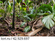 Palm forest landscape. Vallee de Mai, Praslin island, Seychelles (2023 год). Стоковое фото, фотограф EugeneSergeev / Фотобанк Лори