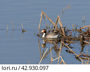 Большая поганка, или чомга (лат. Podiceps cristatus) Стоковое фото, фотограф Natalia Sidorova / Фотобанк Лори
