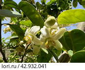 Flowering pomelo tree (lat.- Citrus maxima) Стоковое фото, фотограф Irina Opachevsky / Фотобанк Лори