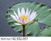 Blooming nymphea closeup (Lat. - nymphaea caerulea) Стоковое фото, фотограф Irina Opachevsky / Фотобанк Лори