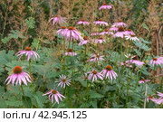 Эхинацея пурпурная (Eсhinacea purpurea (L) Moench, семейство астровые. Народное название Индейский чай. Стоковое фото, фотограф Наталья Николаева / Фотобанк Лори
