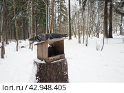 Hanging homemade feeder or platform for feeding birds and squirrels in winter and spring during hungry times. Feeders for birds and squirrels in a forest or city park. Стоковое фото, фотограф Юлия Петровская / Фотобанк Лори