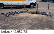 Голуби выстроились в ряд (Pigeons lined up in a row) (2024 год). Стоковое фото, фотограф Пучков Андрей Александрович / Фотобанк Лори