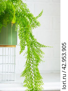 Fluffy fern in a white loft-style interior. Nephrolepis Marisa is a varietal ornamental fern. Стоковое фото, фотограф Ольга Симонова / Фотобанк Лори