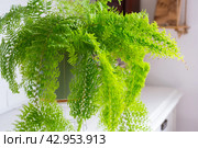 Fluffy fern in a white loft-style interior. Nephrolepis Marisa is a varietal ornamental fern. Стоковое фото, фотограф Ольга Симонова / Фотобанк Лори