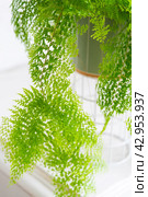 Fluffy fern in a white loft-style interior. Nephrolepis Marisa is a varietal ornamental fern. Стоковое фото, фотограф Ольга Симонова / Фотобанк Лори