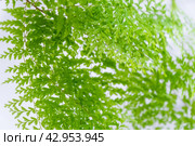 Close-up Fluffy fern leaf in a white loft-style interior. Nephrolepis Marisa is a varietal ornamental fern. Стоковое фото, фотограф Ольга Симонова / Фотобанк Лори