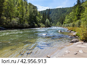 Summer landscape of mountain river with sandy beach, clear blue transparent water and green forest along banks on sunny day. Natural background. Ukhgun river, Nilovka, Tunka, Buryatia, Baikal region. Стоковое фото, фотограф Виктория Катьянова / Фотобанк Лори