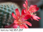 Rebutia minuscula cactus flower close up. Стоковое фото, фотограф Александр Курлович / Фотобанк Лори