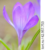 Безвременник (Colchicum L.) Стоковое фото, фотограф Александр Алексеев / Фотобанк Лори