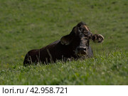 A brown cow lies in the green grass. Soft focus. Стоковое фото, фотограф Evgenii Predibailo / Фотобанк Лори