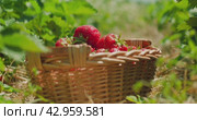 A wicker basket teeming with strawberries sits in a sun-kissed field. Bounty amidst the sprawling green leaves and plants. Стоковое видео, видеограф Igor Tichonow / Фотобанк Лори