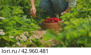 Hands parting the leaves to reveal a bountiful harvest of strawberries. A wicker basket filled with ripe red berries amidst the plants. Стоковое видео, видеограф Igor Tichonow / Фотобанк Лори