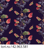 Watercolor seamless pattern with chokeberry, red leaves on a dark blue background. Black rowan autumn hand-drawn illustration. Бесшовный акварельный паттерн с черноплодной рябиной. Ягодная иллюстрация на темном фоне. Стоковая иллюстрация, иллюстратор Карнаухова Елена / Фотобанк Лори