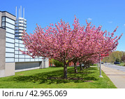 Cherry trees near Charles B. Wang Center with 100-foot octagonal pagoda at Stony Brook University in Stony Brook, New York, in Suffolk County, on Long Island (2014 год). Редакционное фото, фотограф Валерия Попова / Фотобанк Лори