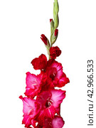 Pink gladiolus. Стоковое фото, фотограф Винокуров Александр / Фотобанк Лори